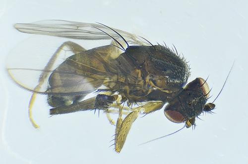 Limosininae